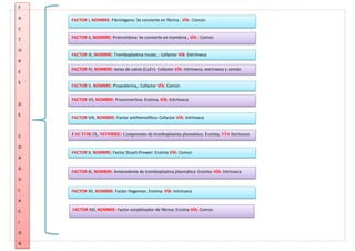 F
A
C
T
O
R
E
S
D
E
C
O
A
G
U
L
A
C
I
O
N
FACTOR I, NOMBRE: Fibrinógeno: Se convierte en fibrina , VÍA : Común
FACTOR II, NOMBRE: Protrombina: Se convierte en trombina , VÍA : Común
FACTOR III, NOMBRE: Tromboplastina tisular, : Cofactor VÍA :Extrínseca
FACTOR IV, NOMBRE: Iones de calcio (Ca2+): Cofactor VÍA: Intrínseca, extrínseca y común
FACTOR V, NOMBRE: Proacelerina,: Cofactor VÍA: Común
FACTOR VII, NOMBRE: Proconvertina: Enzima, VÍA: Extrínseca
FACTOR VIII, NOMBRE: Factor antihemofilico: Cofactor VÍA: Intrínseca
FACTOR IX, NOMBRE: Componente de tromboplastina plasmática: Enzima, VÍA Intrínseca
FACTOR X, NOMBRE: Factor Stuart-Prower: Enzima VÍA: Común
FACTOR XI, NOMBRE: Antecedente de tromboplastina plasmática: Enzima: VÍA: Intrínseca
FACTOR XII, NOMBRE: Factor Hageman: Enzima: VÍA: Intrínseca
FACTOR XIII, NOMBRE: Factor estabilizador de fibrina: Enzima VÍA: Común
 