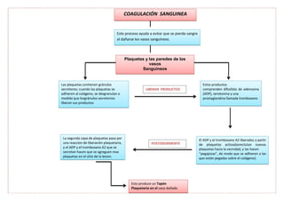 APLICACIÓN
COAGULACIÓN SANGUINEA
Este proceso ayuda a evitar que se pierda sangre
al dañarse los vasos sanguíneos.
Plaquetas y las paredes de los
vasos
Sanguíneos
Las plaquetas contienen gránulos
secretores; cuando las plaquetas se
adhieren al colágeno, se desgranulan a
medida que losgránulos secretorios
liberan sus productos
Estos productos
comprenden difosfato de adenosina
(ADP), serotonina y una
prostaglandina llamada tromboxano
El ADP y el tromboxano A2 liberados a partir
de plaquetas activadasreclutan nuevas
plaquetas hacia la vecindad, y las hacen
“pegajosas”, de modo que se adhieren a las
que están pegadas sobre el colágeno).
La segunda capa de plaquetas pasa por
una reaccion de liberación plaquetaria,
y el ADP y el tromboxano A2 que se
secretan hacen que se agreguen mas
plaquetas en el sitio de la lesion.
Esto produce un Tapón
Plaquetario en el vaso dañado
POSTERIORMENTE
LIBERAN PRODUCTOS
 