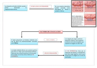 Las plaquetas activadas también ayudan a
activar factoresde la
coagulaciónplasmáticos
De una proteína plasmática
soluble conocida como
fibrinógeno en fibrosa y
soluble, la fibrina.
FACTORES DE COAGULACION
El tapón plaquetario se fortalece mediante una
red de fibras de proteínainsolubles conocidas
como fibrina .
Los coágulos de sangre contienen
plaquetas y fibrina, y por lo general
contienen eritrocitos atrapados que
imparten al coagulo un color rojo
Los tejidos dañados liberan una sustancia química
que inicia un “atajo” para la formación de fibrina.
Dado que esta sustancia química no forma parte
de la sangre, la vía mas corta se llama la VÍA
EXTRÍNSECA.
LA VÍA INTRÍNSECAse inicia por la
exposición del plasma a unaSuperficie
que tiene carga negativa, como la que
proporciona el colágeno en el sitio de
una herida
LO QUE LLEVA A LA CONVERSIÓN
VÍAS DE COAGULACIÓN
POR LO TANTO
 