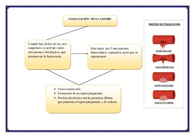 COAGULACION SANGUINEA MAPAS CONCEPTUALES