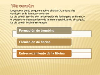 V: Proacelerina (factor labil)