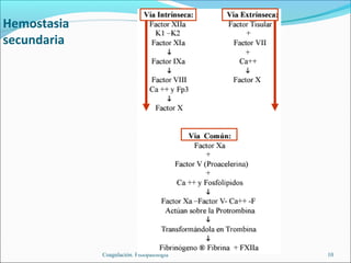 Hemostasia
secundaria




             Coagulación. Fisiopatología   10
 