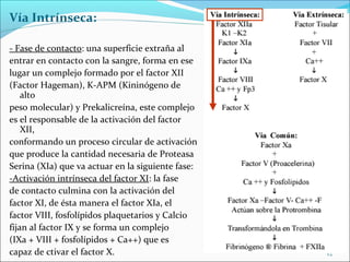 Vía Intrínseca:

- Fase de contacto: una superficie extraña al
entrar en contacto con la sangre, forma en ese
lugar un complejo formado por el factor XII
(Factor Hageman), K-APM (Kininógeno de
    alto
peso molecular) y Prekalicreína, este complejo
es el responsable de la activación del factor
    XII,
conformando un proceso circular de activación
que produce la cantidad necesaria de Proteasa
Serina (XIa) que va actuar en la siguiente fase:
-Activación intrínseca del factor XI: la fase
de contacto culmina con la activación del
factor XI, de ésta manera el factor XIa, el
factor VIII, fosfolípidos plaquetarios y Calcio
fijan al factor IX y se forma un complejo
(IXa + VIII + fosfolípidos + Ca++) que es
capaz de ctivar el factor X.                       12
 