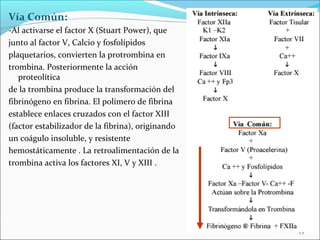 Vía Común:
-Al activarse el factor X (Stuart Power), que
junto al factor V, Calcio y fosfolípidos
plaquetarios, convierten la protrombina en
trombina. Posteriormente la acción
   proteolítica
de la trombina produce la transformación del
fibrinógeno en fibrina. El polímero de fibrina
establece enlaces cruzados con el factor XIII
(factor estabilizador de la fibrina), originando
un coágulo insoluble, y resistente
hemostáticamente . La retroalimentación de la
trombina activa los factores XI, V y XIII .




                                                   13
 