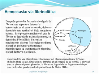 Hemostasia: vía fibrinolítica

Después que se ha formado el coágulo de
fibrina para reparar o detener la
hemorragia en el vaso lesionado, debe ser
destruido para restituir el flujo sanguíneo
normal. Este proceso mediante el cual la
fibrina es degradada enzimaticamente, se
denomina Fibrinólisis. Se realiza
mediante un sistema fisiológico mediante
el cual un precursor denominado
plasminógeno se transforma en plasmina
el cual destruye el coágulo.

 Esquema de la via fibrinolítica. El activador del plasminógeno tisular (tPA) es
 liberado desde las cél. Endoteliales, entrando en el coagulo de de fibrina, y activa el
 paso de plasminógeno a plasmina.La fibrina es degradada en fragmentos de bajo
 peso molecular, productos de degradación de la fibrina FDPs.
                        Coagulación. Fisiopatología                                        14
 