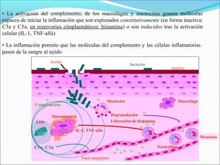 • La activación del complemento, de los macrófagos y mastocitos genera moléculas
capaces de iniciar la inflamación que son expresados constitutivamente (en forma inactiva:
C3a y C5a, en reservorios citoplasmáticos: histamina) o son inducidos tras la activación
celular (IL-1, TNF-alfa)

• La inflamación permite que las moléculas del complemento y las células inflamatorias
pasen de la sangre al tejido
                       herida
                                                                bacterias
                                                                                        epitelio




                                                   Mastocito                                   Macrófago
              Complemento

                       Opsonización                    Degranulación
               Lisis                                   Liberación de histamina

                                  IL-1, TNF-alfa
                                                                                                           Monocito

              C5a, C3a                                                           Neutrófilos
                            `
                                      Vaso sanguíneo
 