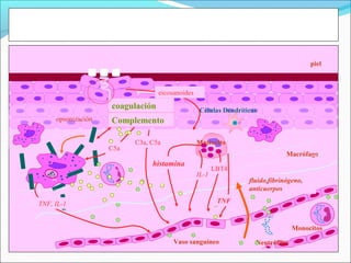piel



                                  eicosanoides

                    coagulación                  Células Dendríticas
     opsonización   Complemento

                          C3a, C5a               Mastocito
                    C5a
                                                                              Macrófago
                               histamina
                                                        LBT4
                                                 IL-1
                                                                 fluido,fibrinógeno,
                                                                 anticuerpos

TNF, IL-1                                                TNF



                                                                                 Monocitos

                                       Vaso sanguíneo              Neutrófilos
 