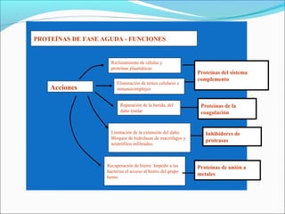 PROTEÍNAS DE FASE AGUDA - FUNCIONES


                     Reclutamiento de células y
                     proteínas plasmáticas
                                                             Proteínas del sistema
                                                             complemento
                        Eliminación de restos celulares e
    Acciones            inmunocomplejos


                          Reparación de la herida, del        Proteínas de la
                          daño tisular                        coagulación


                     Limitación de la extensión del daño.       Inhibidores de
                     Bloqueo de hidrolasas de macrófagos y
                                                                proteasas
                     neutrófilos infiltrados.



                   Recuperación de hierro. Impedir a las     Proteínas de unión a
                   bacterias el acceso al hierro del grupo
                                                             metales
                   hemo.
 