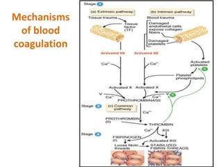 Mechanisms
of blood
coagulation
 