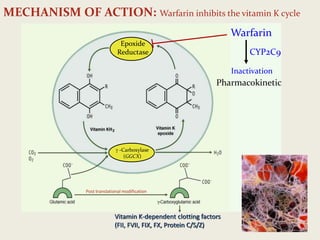 Vitamin K-dependent clotting factors
(FII, FVII, FIX, FX, Protein C/S/Z)
Epoxide
Reductase
 -Carboxylase
(GGCX)
MECHANISM OF ACTION: Warfarin inhibits the vitamin K cycle
Warfarin
Inactivation
CYP2C9
Pharmacokinetic
Post translational modification
 