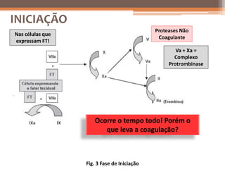 INICIAÇÃO
                                             Proteases Não
Nas células que
                                              Coagulante
expressam FT!
                                                     Va + Xa =
                                                    Complexo
                                                  Protrombinase




                     Ocorre o tempo todo! Porém o
                        que leva a coagulação?



                  Fig. 3 Fase de Iniciação
 