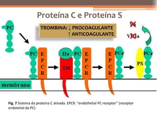 Proteína C e Proteína S
                    TROMBINA: ↓ PROCOAGULANTE
                              ↑ ANTICOAGULANTE




Fig. 7 Sistema da proteína C ativada. EPCR: “endothelial PC receptor” (receptor
endotelial da PC)
 