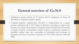General overview of Co.N.S
• Staphylococcus genus consists of 47 species and 23 subspecies, of these, 38
described as coagulase-negative species.
• Coagulase-negative staphylococci (Co.N.S) is characterized by a gram-
positive, spherical cell of (0.5-1.5µm) in diameter, occurring as single cocci,
in pairs, as a tetrad, short chains, or irregular cluster. Furthermore no-motile,
no-spore forming, encapsulated, catalase positive, cytochrome negative in
modified oxidase teste, also susceptible to lysostaphin and resistance to
bacitracin and they are grown in presence of 10% NaCl between 18℃ and
40℃.
Marwa A. Al-Asady
 