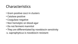 Characteristics
• Gram positive cocci in clusters
• Catalase positive
• Coagulase negative
• Non hemolytic on blood agar
• Do not ferment mannitol
• They are differentiated by novobiocin sensitivity
-s. saprophyticus is novobiocin resistant
 