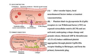 coagulation disorder and its perioperative management Dic.pptx