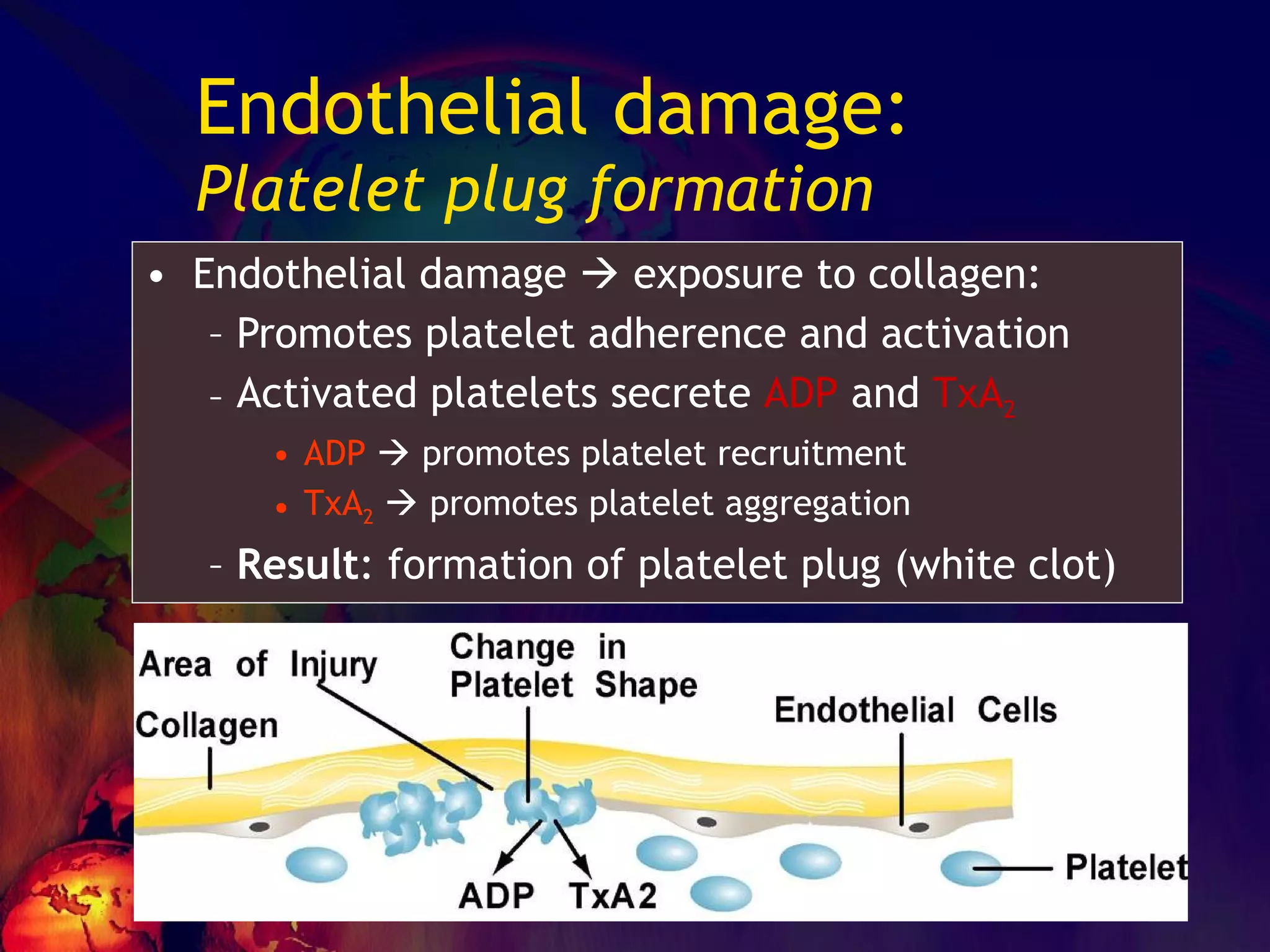 Endothelial damage: Platelet plug formation Endothelial damage    exposure to collagen: Promotes platelet adherence and activation Activated platelets secrete  ADP  and  TxA 2 ADP     promotes platelet recruitment TxA 2     promotes platelet aggregation Result : formation of platelet plug (white clot) 