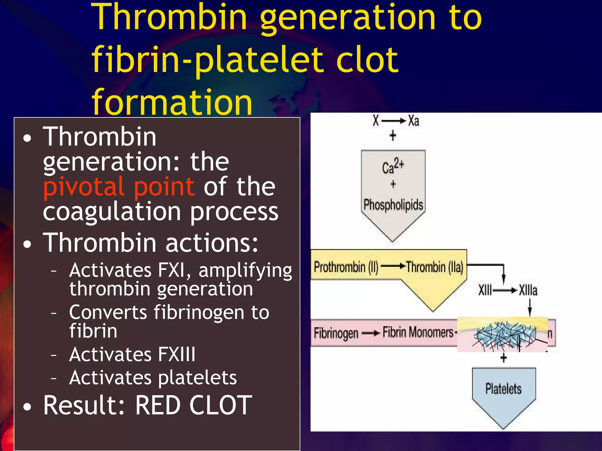 Thrombin generation: the  pivotal point  of the coagulation process Thrombin actions: Activates FXI, amplifying thrombin generation Converts fibrinogen to fibrin Activates FXIII Activates platelets   Result: RED CLOT Thrombin generation to fibrin-platelet clot formation 