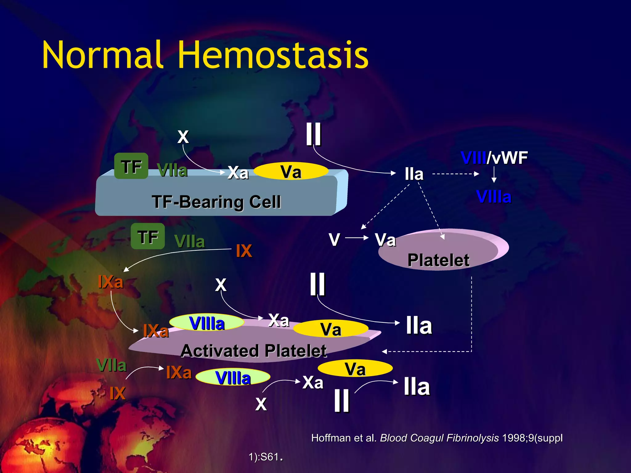 Normal Hemostasis Hoffman et al.  Blood Coagul Fibrinolysis  1998;9(suppl 1):S61 . X II II X IX TF-Bearing Cell Activated Platelet Platelet TF VIIIa Va VIIIa Va Va VIIa TF VIIa Xa IIa IX V Va II VIII /vWF VIIIa IXa X IXa IXa VIIa Xa IIa IIa Xa 
