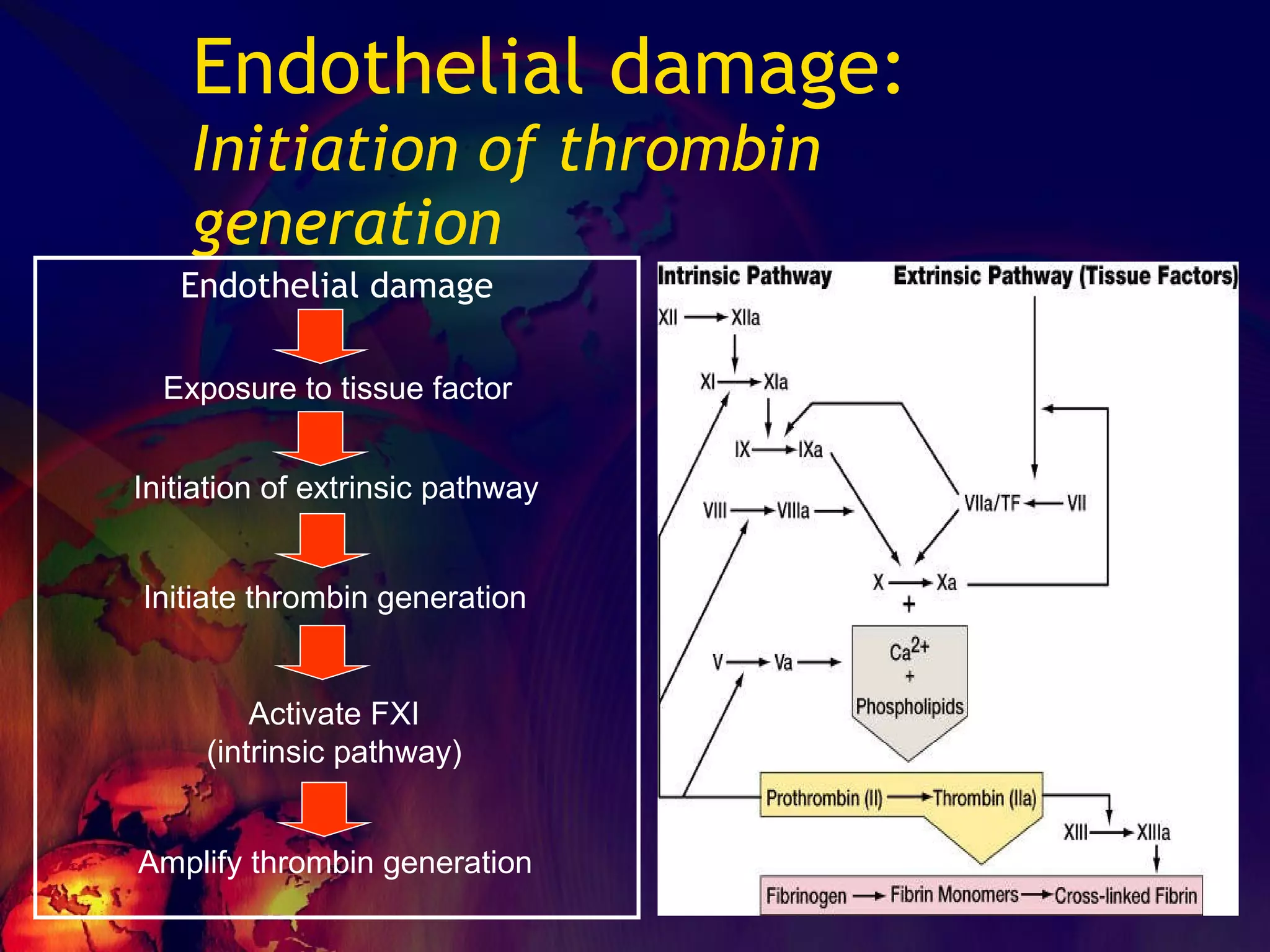 Endothelial damage: Initiation of thrombin generation Endothelial damage Exposure to tissue factor Initiation of extrinsic pathway Initiate thrombin generation Activate FXI (intrinsic pathway) Amplify thrombin generation 