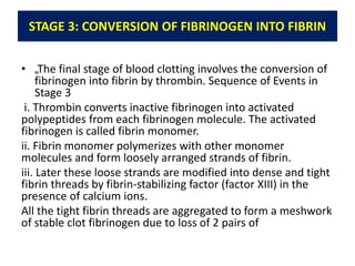 STAGE 3: CONVERSION OF FIBRINOGEN INTO FIBRIN
• „The final stage of blood clotting involves the conversion of
fibrinogen into fibrin by thrombin. Sequence of Events in
Stage 3
i. Thrombin converts inactive fibrinogen into activated
polypeptides from each fibrinogen molecule. The activated
fibrinogen is called fibrin monomer.
ii. Fibrin monomer polymerizes with other monomer
molecules and form loosely arranged strands of fibrin.
iii. Later these loose strands are modified into dense and tight
fibrin threads by fibrin-stabilizing factor (factor XIII) in the
presence of calcium ions.
All the tight fibrin threads are aggregated to form a meshwork
of stable clot fibrinogen due to loss of 2 pairs of
 