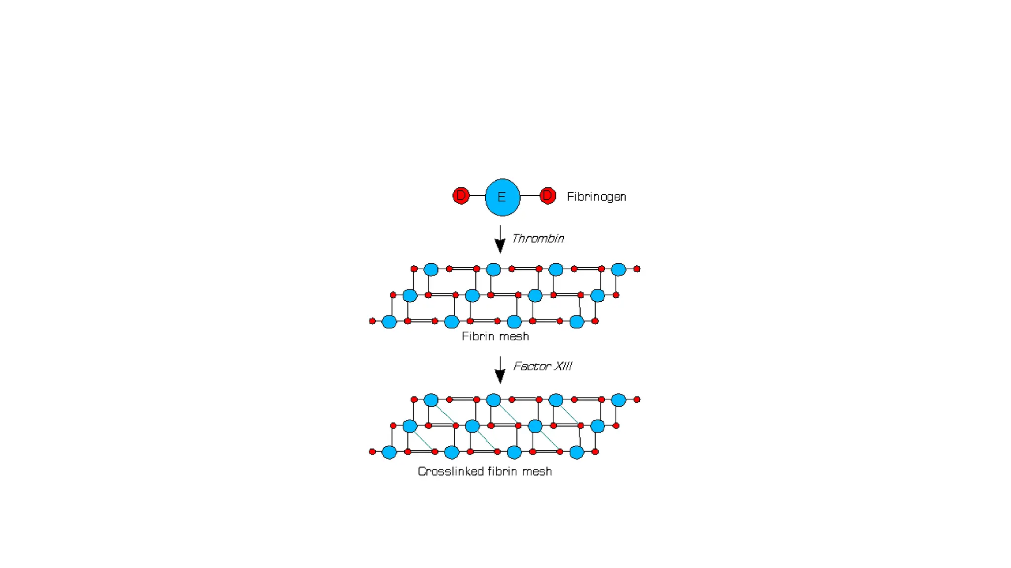 Coagulation pathway.pptx