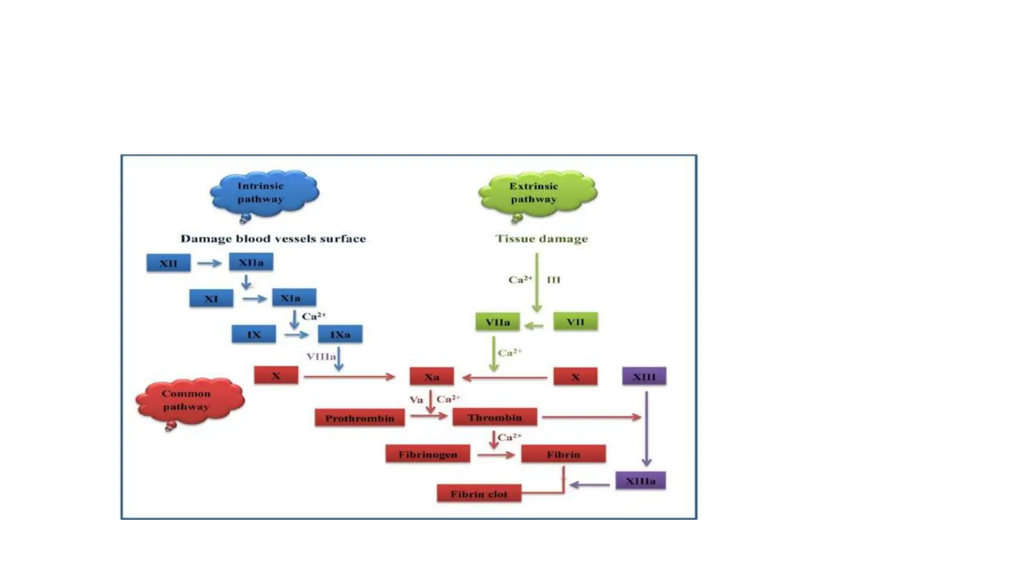 Coagulation pathway.pptx