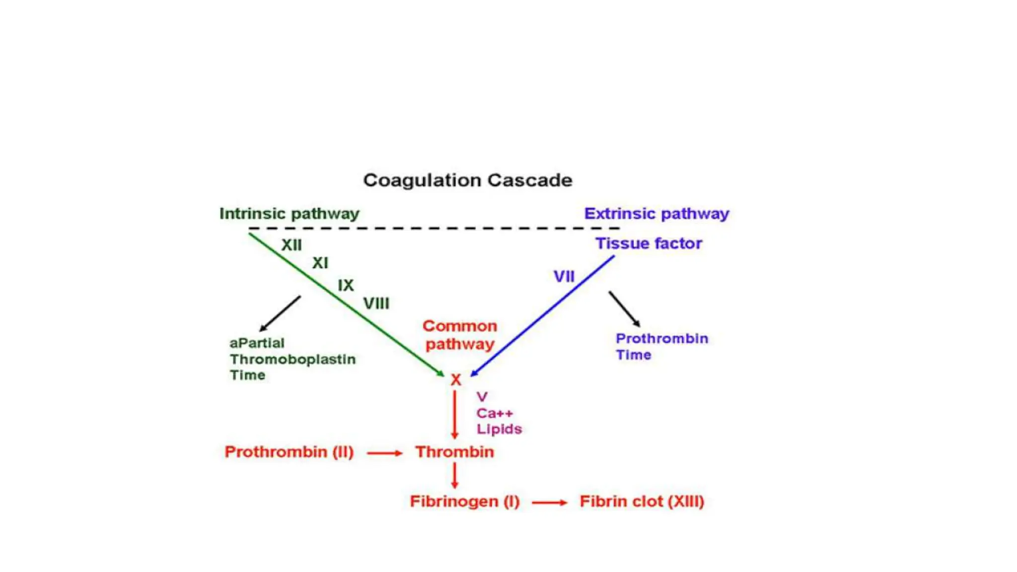 Coagulation pathway.pptx