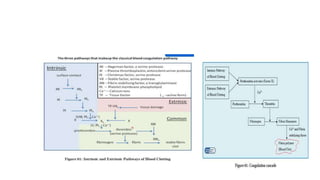 Coagulation pathway.pptx
