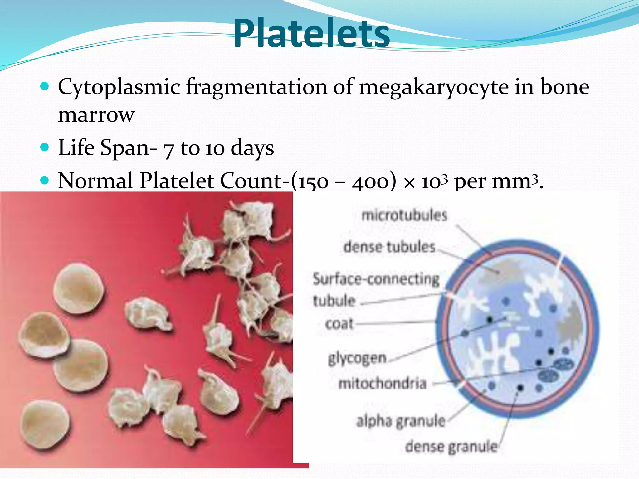 Platelets 
 Cytoplasmic fragmentation of megakaryocyte in bone 
marrow 
 Life Span- 7 to 10 days 
 Normal Platelet Count-(150 – 400) × 103 per mm3. 
 