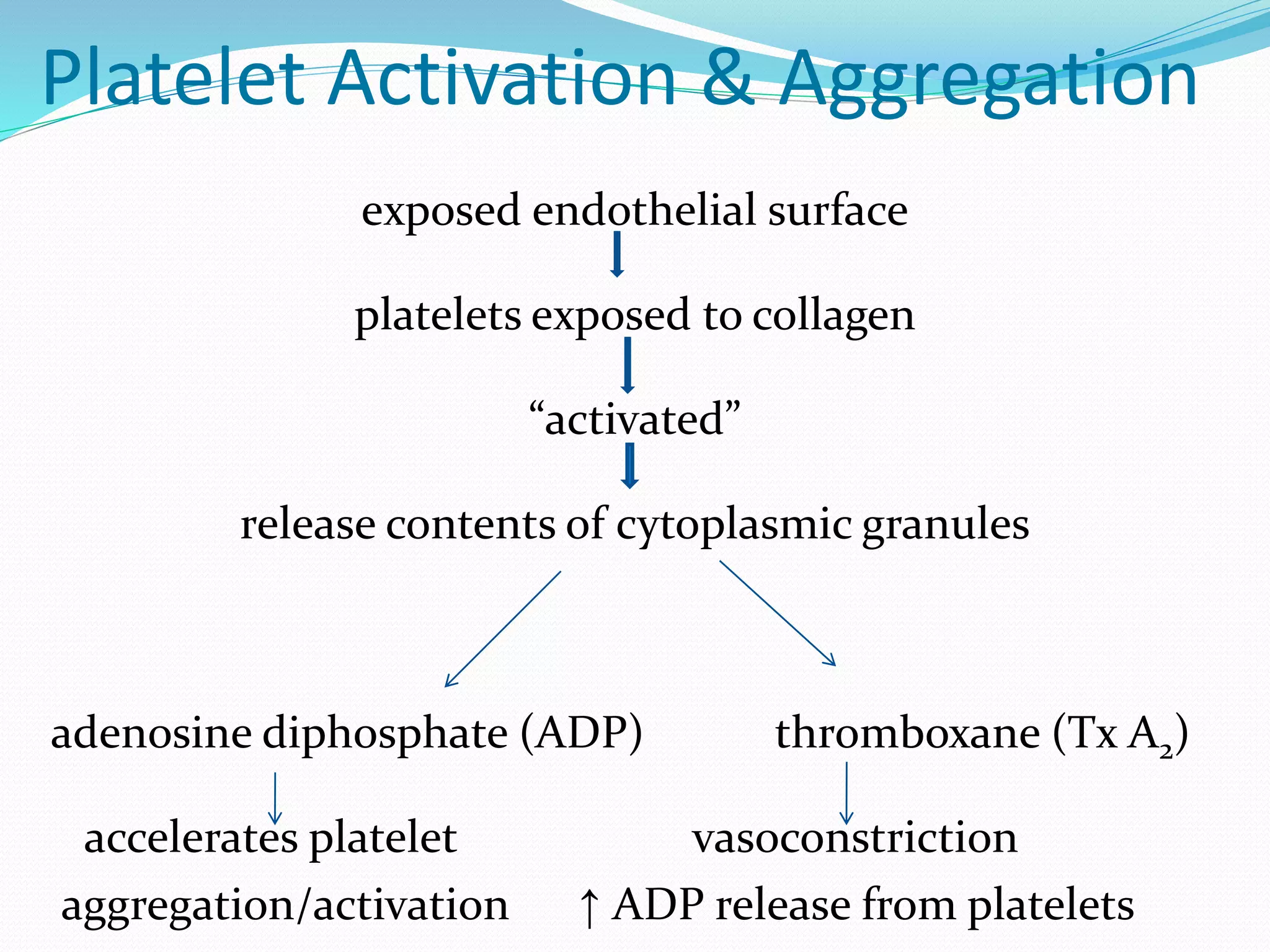 Platelet Activation & Aggregation 
exposed endothelial surface 
platelets exposed to collagen 
“activated” 
release contents of cytoplasmic granules 
adenosine diphosphate (ADP) thromboxane (Tx A2) 
accelerates platelet vasoconstriction 
aggregation/activation ↑ ADP release from platelets 
 
