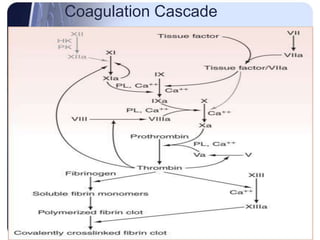 Coagulation Cascade
 