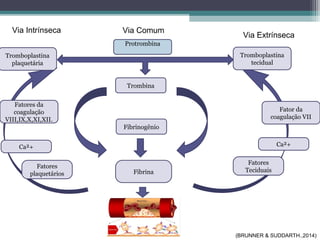 Protrombina
Trombina
Fibrinogênio
Tromboplastina
tecidual
Fibrina
Via Comum
Fator da
coagulação VII
Ca²+
Fatores
Teciduais
Via Extrínseca
Tromboplastina
plaquetária
Fatores da
coagulação
VIII,IX,X,XI,XII.
Ca²+
Fatores
plaquetários
Via Intrínseca
(BRUNNER & SUDDARTH.,2014)
 