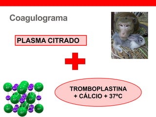 Coagulograma
PLASMA CITRADO
TROMBOPLASTINA
+ CÁLCIO + 37ºC
 