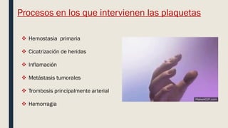 Procesos en los que intervienen las plaquetas
 Hemostasia primaria
 Cicatrización de heridas
 Inflamación
 Metástasis tumorales
 Trombosis principalmente arterial
 Hemorragia
 