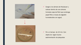  Cargar a la cámara de Neubauer y
colocar dentro de una cámara
húmeda (caja de Petri que contenga
papel filtro o trozos de algodón
humedecidos con agua)
 Por un tiempo de 10 min. Con
objeto de lograr buena
sedimentación de plaquetas
 