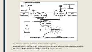 Vías intrínseca y extrínseca de activación del mecanismo de coagulación.
A partir de la activación del FX se inicia la vía final común, que culmina con la formación de la malla de fibrina insoluble.
Cal: calicreína, PreCal: precalicreína, QAPM: quininógeno de alto peso molecular.
 