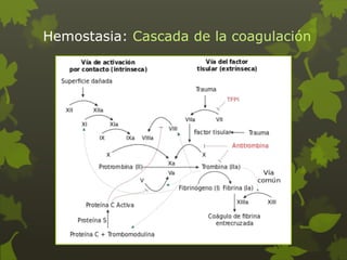 Hemostasia: Cascada de la coagulación
 