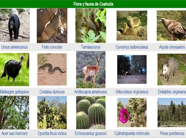 Coahuila