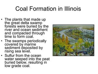 Coal Formation in Illinois The plants that made up the great delta swamp forests were buried by the river and ocean sediment and compacted through time to form coal. The swamps periodically covered by marine sediment deposited by rising sea level.  Sulfur from the ocean water seeped into the peat buried below, resulting in low grade coal.  