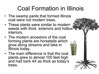 Coal Formation in Illinois The swamp pants that formed Illinois coal were not modern trees. These plants were similar to modern weeds with thick  exteriors and hollow interiors. The modern ancestors of the coal forming plants are horsetails which grow along streams and lake in Illinois today. The main difference is that the coal plants grew to almost 100 feet high and had bark 4X as thick as today’s trees. 