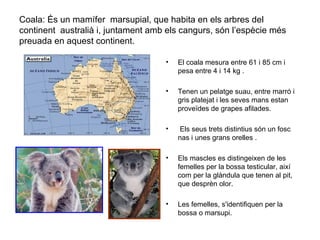 Coala: És un mamífer marsupial, que habita en els arbres del
continent australià i, juntament amb els cangurs, són l’espècie més
preuada en aquest continent.

                                    •   El coala mesura entre 61 i 85 cm i
                                        pesa entre 4 i 14 kg .

                                    •   Tenen un pelatge suau, entre marró i
                                        gris platejat i les seves mans estan
                                        proveïdes de grapes afilades.

                                    •   Els seus trets distintius són un fosc
                                        nas i unes grans orelles .

                                    •   Els mascles es distingeixen de les
                                        femelles per la bossa testicular, així
                                        com per la glàndula que tenen al pit,
                                        que desprèn olor.

                                    •   Les femelles, s'identifiquen per la
                                        bossa o marsupi.
 