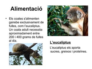 Alimentació
• Els coales s'alimenten
  gairebe exclusivament de
  fulles, com l’eucaliptus.
  Un coala adult necessita
  aproximadament entre
  200 i 400 grams de fulles
  al dia.
                              L’eucaliptus
                              L'eucaliptus els aporta
                              sucres, greixos i proteïnes.
 