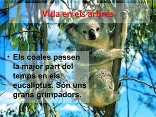 Vida en els arbres



• Els coales passen
  la major part del
  temps en els
  eucaliptus. Són uns
  grans grimpadors.
 