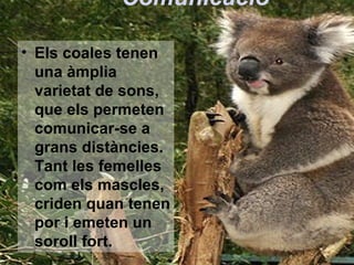 Comunicació

• Els coales tenen
  una àmplia
  varietat de sons,
  que els permeten
  comunicar-se a
  grans distàncies.
  Tant les femelles
  com els mascles,
  criden quan tenen
  por i emeten un
  soroll fort.
 