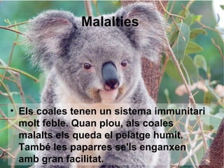 Malalties




• Els coales tenen un sistema immunitari
  molt feble. Quan plou, als coales
  malalts els queda el pelatge humit.
  També les paparres se'ls enganxen
  amb gran facilitat.
 