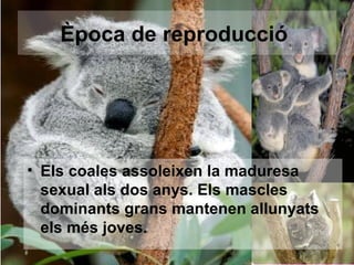 Època de reproducció




• Els coales assoleixen la maduresa
  sexual als dos anys. Els mascles
  dominants grans mantenen allunyats
  els més joves.
 
