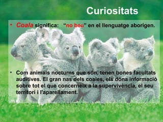 Curiositats
• Coala significa: “no beu” en el llenguatge aborigen.




• Com animals nocturns que són, tenen bones facultats
  auditives. El gran nas dels coales, els dóna informació
  sobre tot el que concerneix a la supervivència, el seu
  territori i l'aparellament.
 