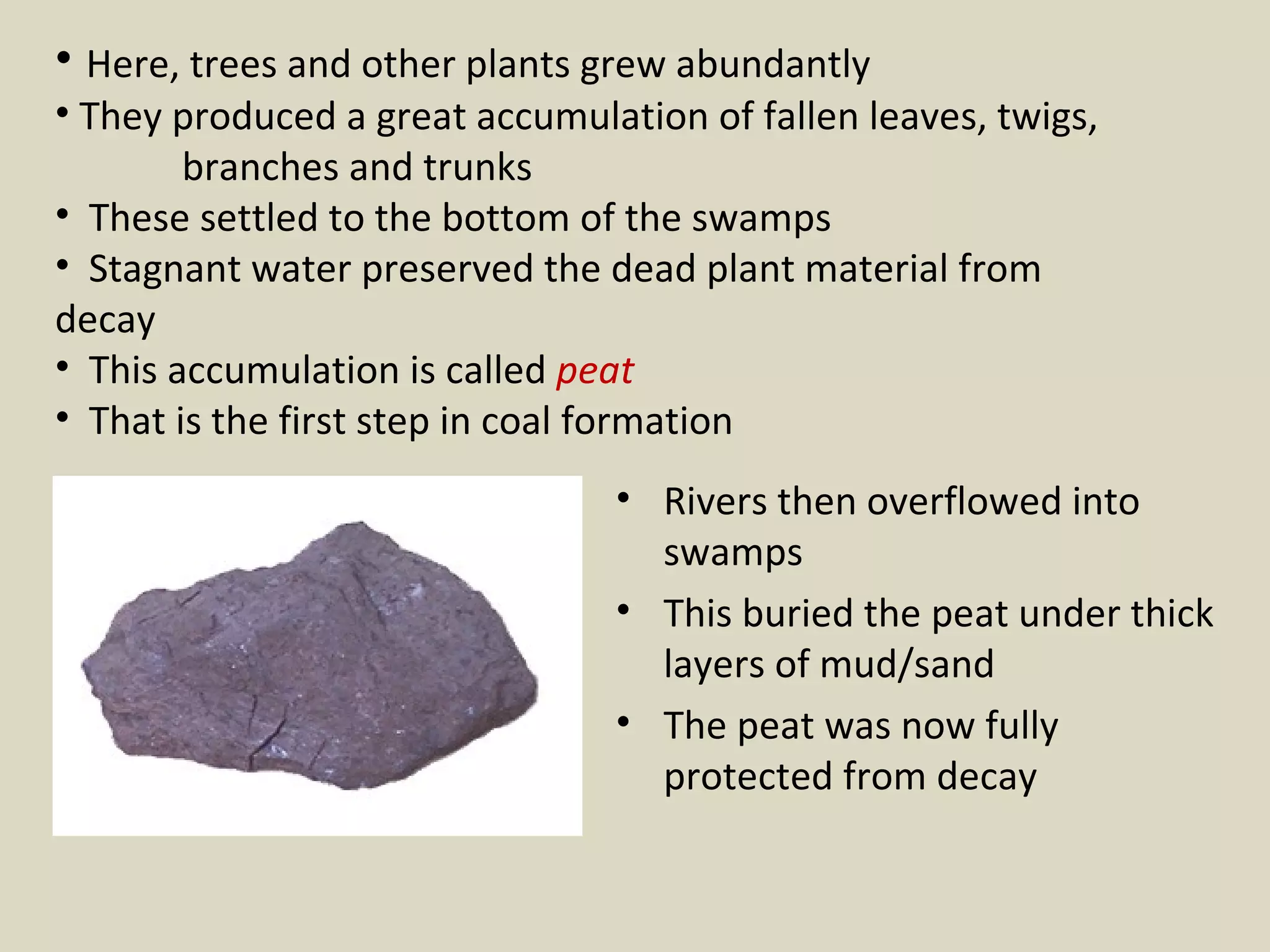 Here, trees and other plants grew abundantly They produced a great accumulation of fallen leaves, twigs,  branches and trunks  These settled to the bottom of the swamps  Stagnant water preserved the dead plant material from  decay  This accumulation is called  peat That is the first step in coal formation Rivers then overflowed into swamps This buried the peat under thick layers of mud/sand The peat was now fully protected from decay  