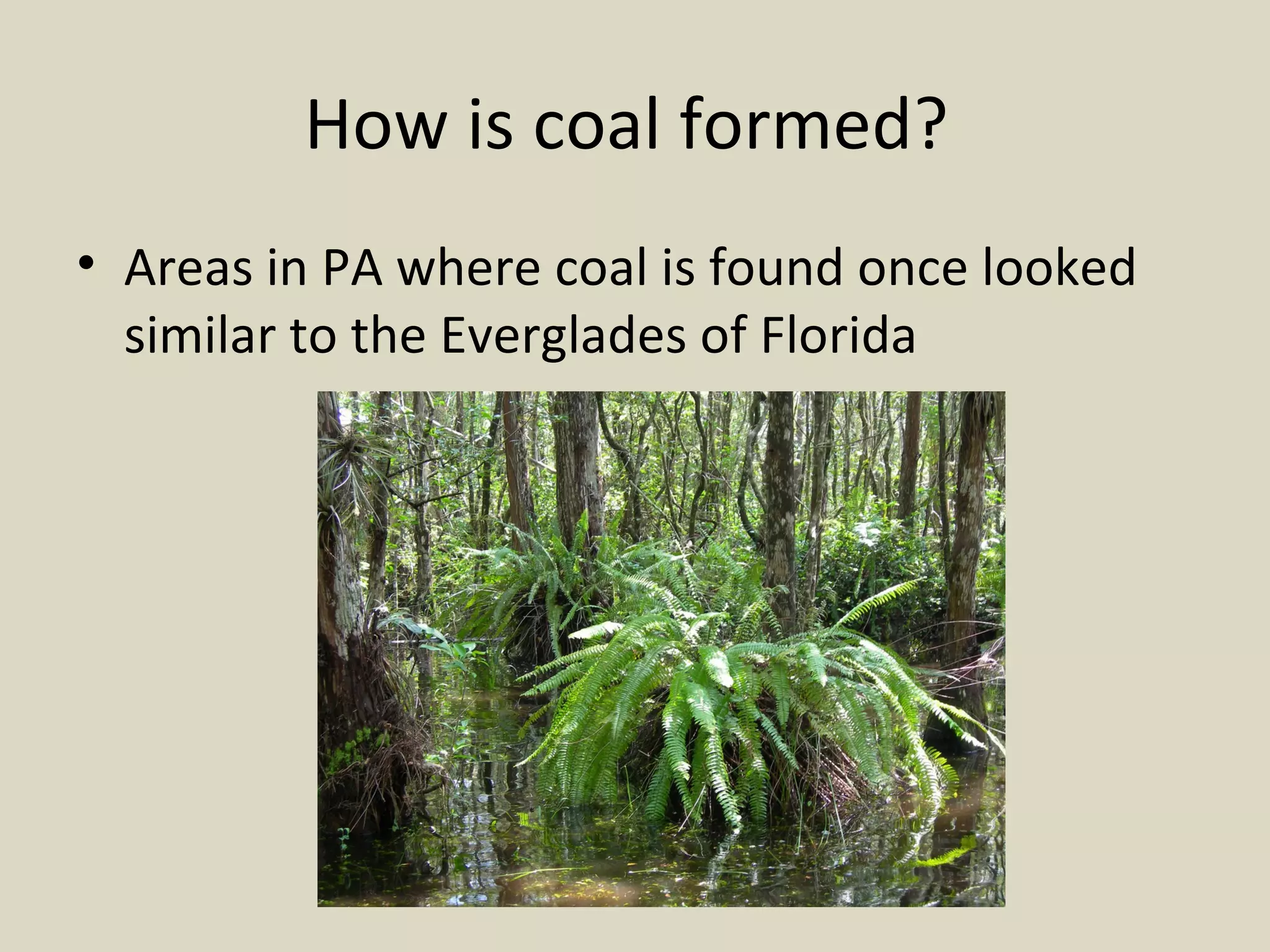 How is coal formed?  Areas in PA where coal is found once looked similar to the Everglades of Florida 