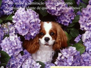 “Não aceite a admiração de seu cão como conclusão evidente de que você é maravilhoso”  (Ann Landers)wwwnoticiasdorei.blogspost.com